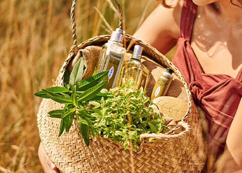 Verbena Ingredient